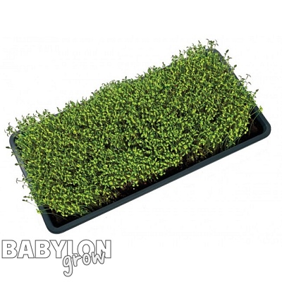 Garland microgreens tray (with / without holes) 3